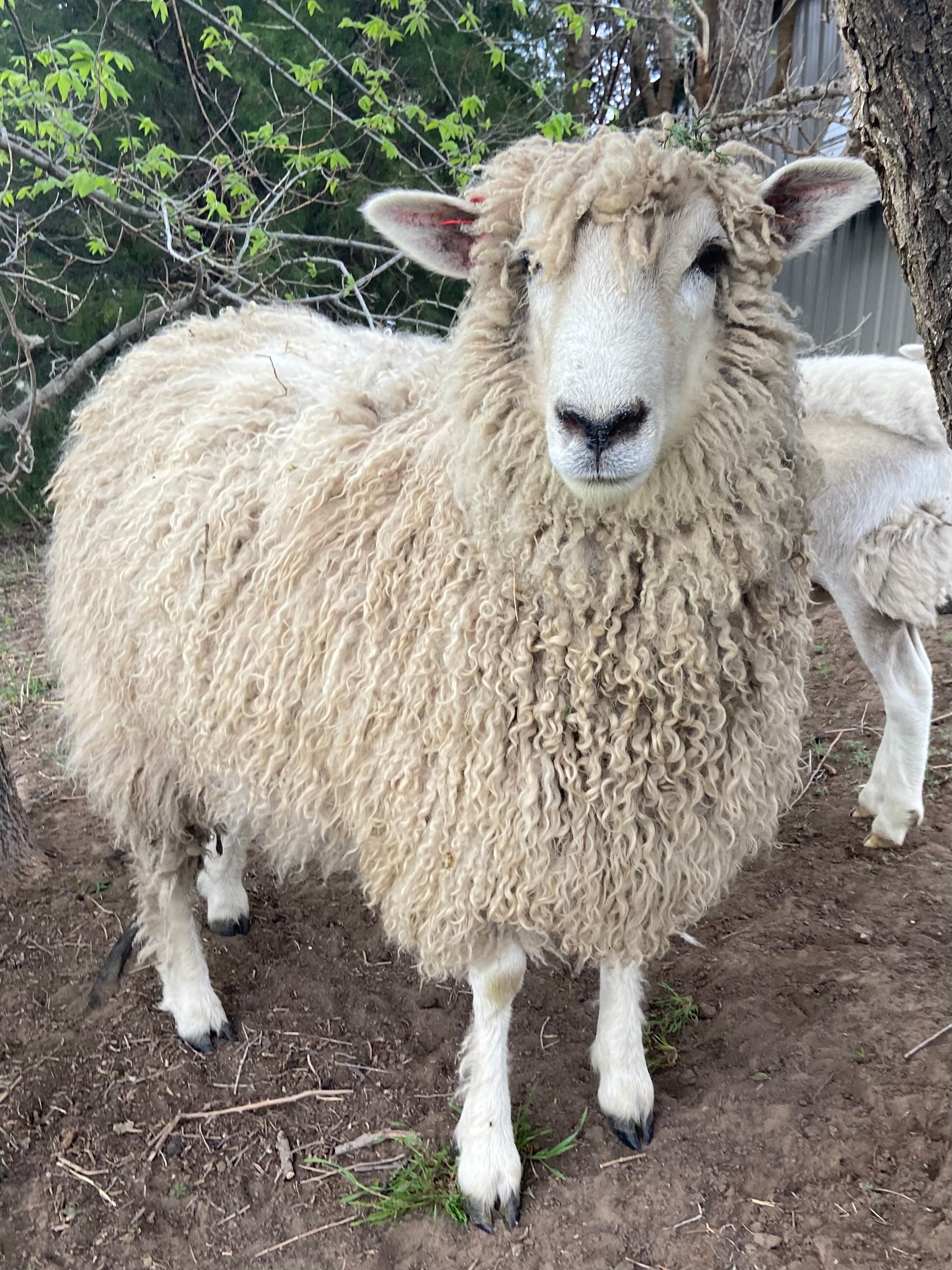 1lb Wool - Raw