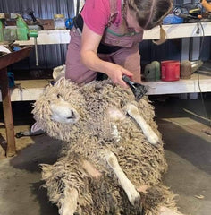 1lb Wool - Raw